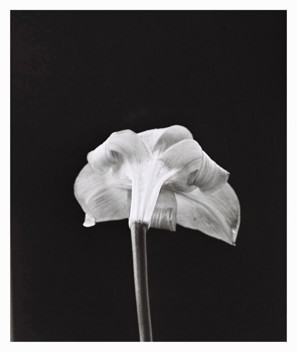Φωτογραφία με τίτλο "Flowers2.jpg" από Jérôme Bouchez, Αυθεντικά έργα τέχνης