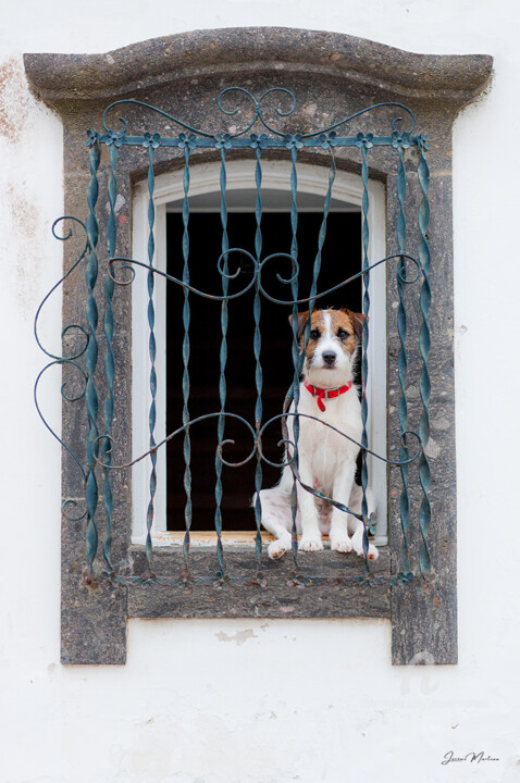 Photography titled "Chien curieux" by Jérôme Marteau, Original Artwork, Digital Photography Mounted on Aluminium