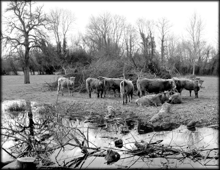 Photographie intitulée "Vaches au pâturage" par Jérôme Cambra, Œuvre d'art originale