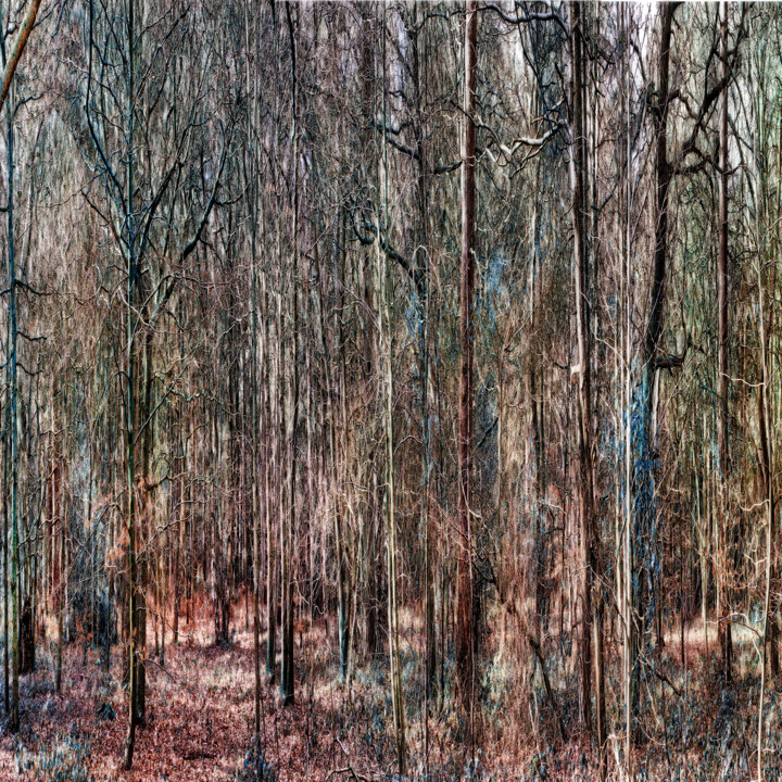 Digital Arts titled "FOREST 03" by Jerzy Konstantynowicz, Original Artwork, Digital Painting Mounted on Wood Stretcher frame