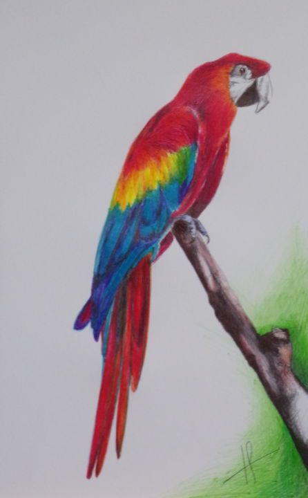 Dessin intitulée "perroquet" par Jessica Guilbot, Œuvre d'art originale, Stylo à bille
