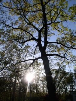 Photography titled "Light Through the T…" by Jessi Hamilton, Original Art,