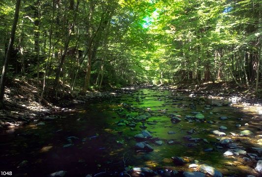 Painting titled "Dingman's Stream" by Thomas Jewusiak, Original Artwork