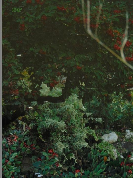 Photographie intitulée "la-foret-enchantee.…" par Jezabel Massy, Œuvre d'art originale,