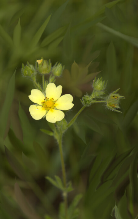 Photography titled "Cinquefoil Single W…" by Jill Annette Johnson, Original Artwork, Manipulated Photography