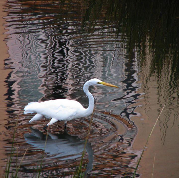 Photographie intitulée "Egret Hunting At Su…" par Jim Cureton, Œuvre d'art originale, Photographie numérique