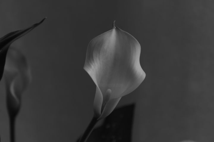 Photographie intitulée "Kitchen Calla Lily…" par Jim Cureton, Œuvre d'art originale, Photographie numérique