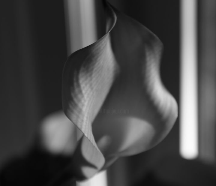 Photographie intitulée "Kitchen Calla Lily…" par Jim Cureton, Œuvre d'art originale, Photographie numérique