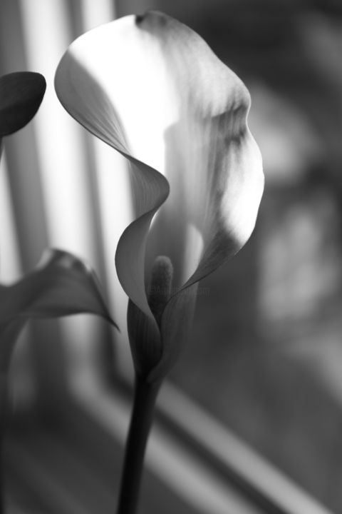 Photographie intitulée "Kitchen Calla Lily…" par Jim Cureton, Œuvre d'art originale, Photographie numérique