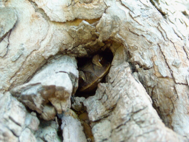 Photography titled "TOAD IN A HOLE" by Jim Williams, Original Artwork, Digital Photography