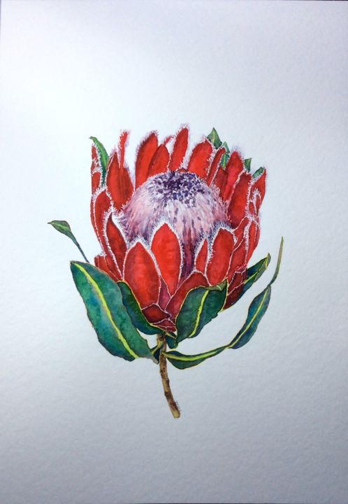 Painting titled "Protea red" by Jing Tian, Original Artwork, Watercolor