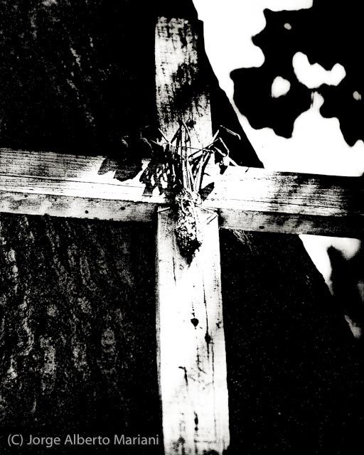 Fotografia intitulada "A Cross And a Tree" por Jorge Mariani, Obras de arte originais