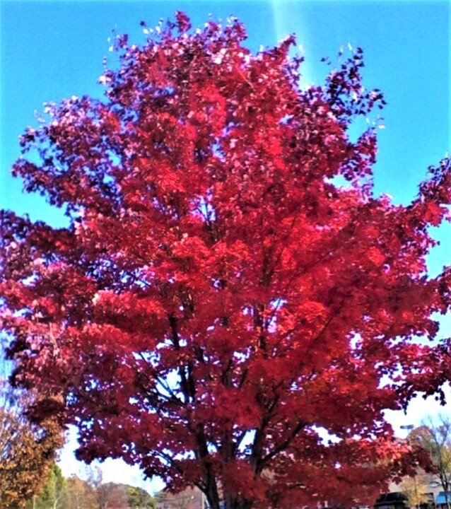 Fotografia intitolato "1 AUTUMN, GEORGIA U…" da Jmsbell, Opera d'arte originale, Fotografia non manipolata