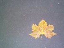 Fotografia intitolato "Gold leaf" da Jo Tracy, Opera d'arte originale