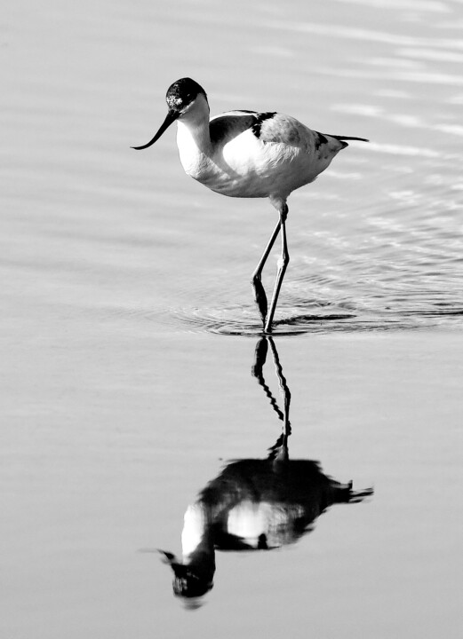 Fotografía titulada "Reflejo de la Avoce…" por Joan Llado, Obra de arte original, Fotografía digital