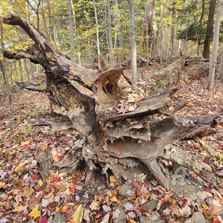 Photographie intitulée "Oak roots" par Joanna Lizbeth, Œuvre d'art originale, Photographie non manipulée