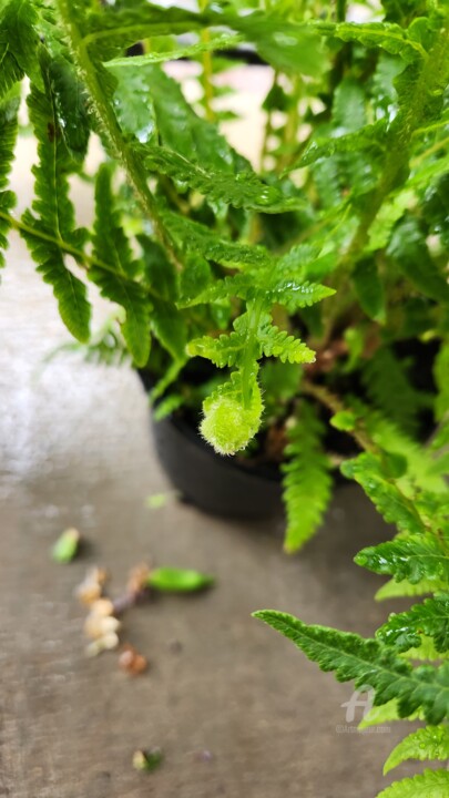 Photography titled "Baby Fern" by Joanna Lizbeth, Original Artwork, Non Manipulated Photography