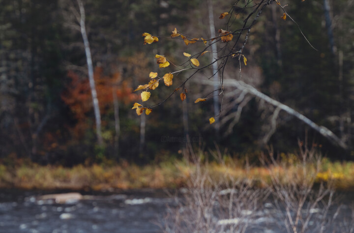 摄影 标题为“Autumn Symphony.” 由Joanne Lemay, 原创艺术品, 数码摄影