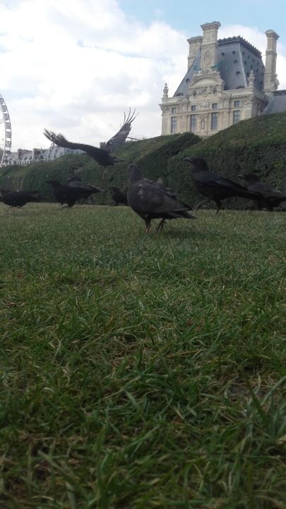 Fotografía titulada "Cuervos" por Joaquin Zanollo, Obra de arte original,