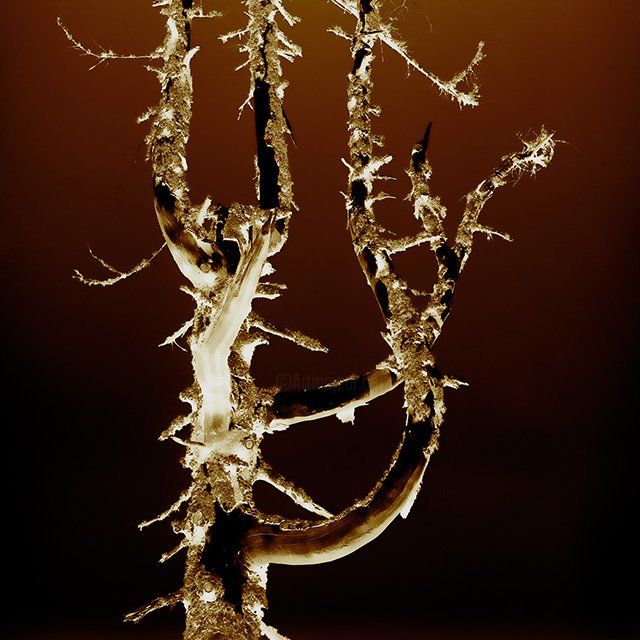 Photography titled "Bone Tree Dancing" by Jdk, Original Artwork