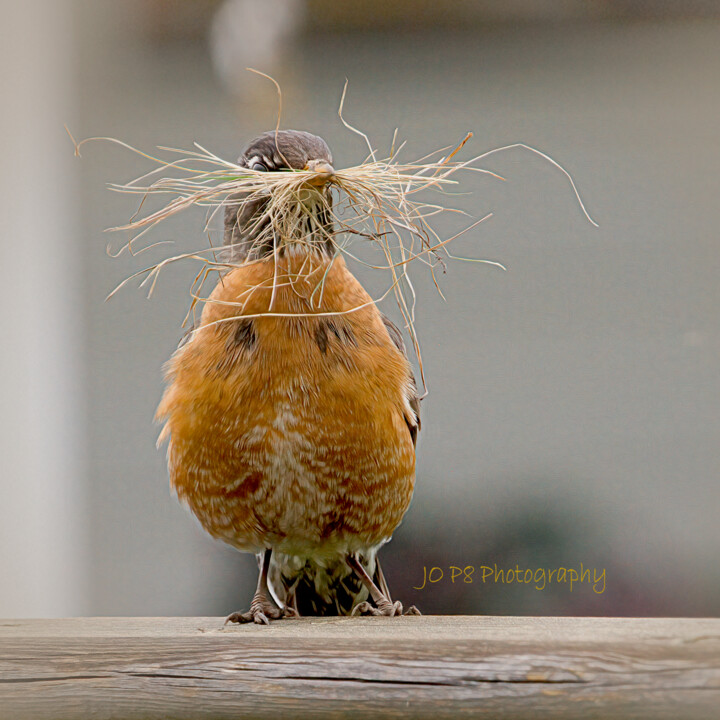 Photographie intitulée "Master Nest Builder" par Joe Pate, Œuvre d'art originale, Photographie numérique