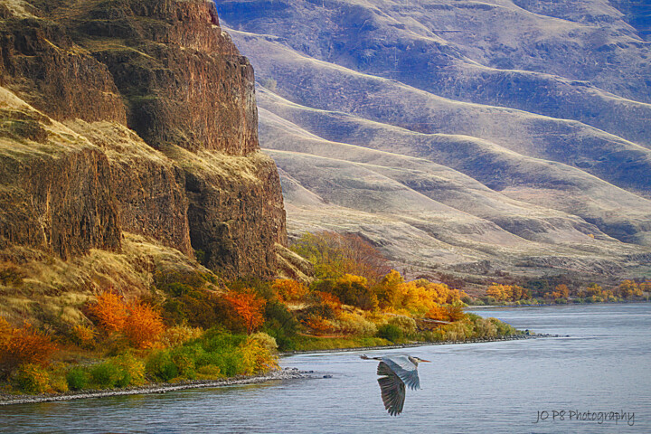 Photography titled "great blue heron on…" by Joe Pate, Original Art, Digital Photography