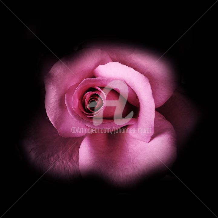 Digitale Kunst mit dem Titel "flower-m104-by-joha…" von Johannes Murat, Original-Kunstwerk, Digitale Fotografie