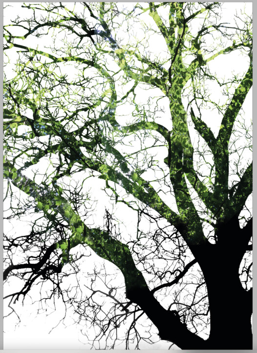 Digital Arts titled "Branch Out 3" by John Calder Gunn, Original Artwork, Digital Photography