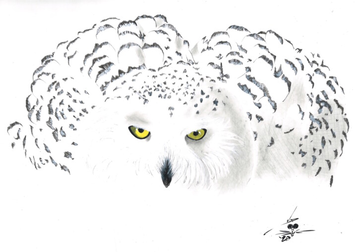 Disegno intitolato "Snowy Owl" da John Creekmore, Opera d'arte originale, Inchiostro