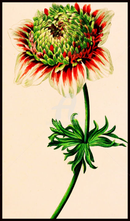 Arts numériques intitulée "Anemone-coronaria" par J.Jokko, Œuvre d'art originale, Peinture numérique