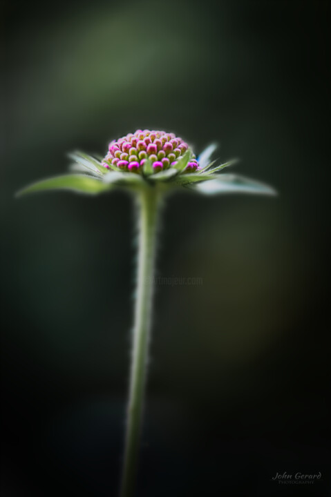 Fotografie mit dem Titel "Blütenkissen" von John Gerard, Original-Kunstwerk, Digitale Fotografie
