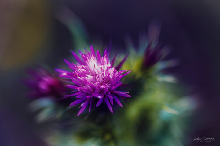 Photography titled "unknown violet" by John Gerard, Original Artwork, Digital Photography
