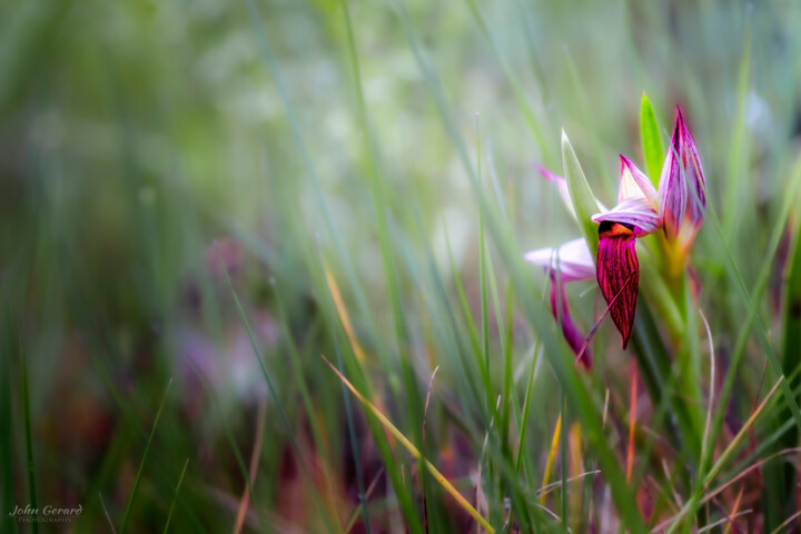 Photography titled "Orchidee, Serapias…" by John Gerard, Original Artwork, Digital Photography