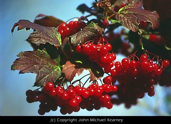 Photography titled "Red Berrys" by John Michael Kearney, Original Artwork