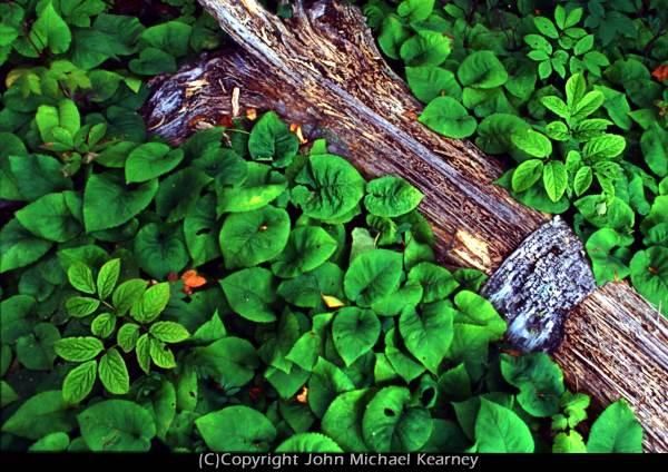 Photography titled "Leaves with Log" by John Michael Kearney, Original Artwork