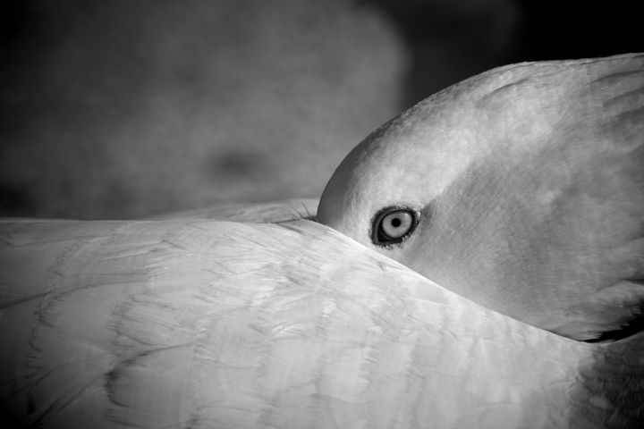 Photographie intitulée "The eye of the goose" par Javier Oliver, Œuvre d'art originale