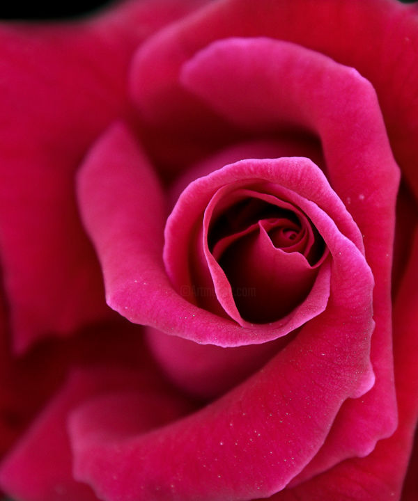 Fotografia intitulada "Close red rose over…" por Javier Oliver, Obras de arte originais