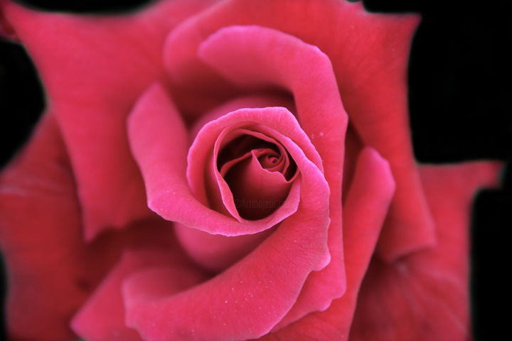 Photographie intitulée "Close red rose over…" par Javier Oliver, Œuvre d'art originale