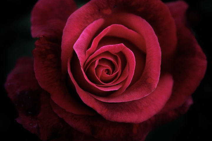 Фотография под названием "Close red rose over…" - Javier Oliver, Подлинное произведение искусства