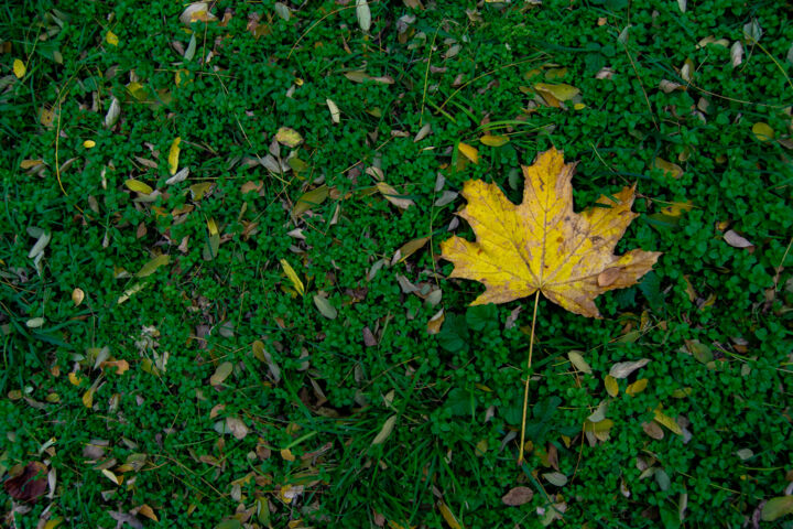 Photographie intitulée "autumn" par Jora Poshytilo, Œuvre d'art originale, Photographie numérique