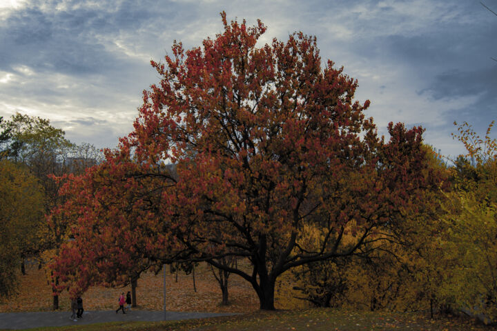 Photographie intitulée "arbre" par Jora Poshytilo, Œuvre d'art originale, Photographie numérique