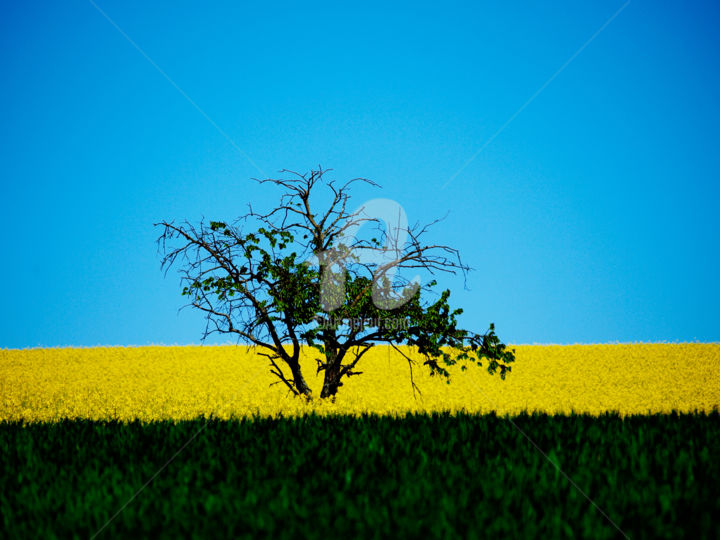 Photography titled "THE OLD TREE" by Jorg Becker, Original Artwork, Non Manipulated Photography
