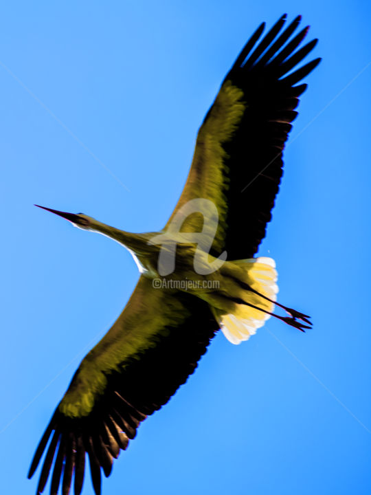 Photographie intitulée "CYGNE" par Jorg Becker, Œuvre d'art originale