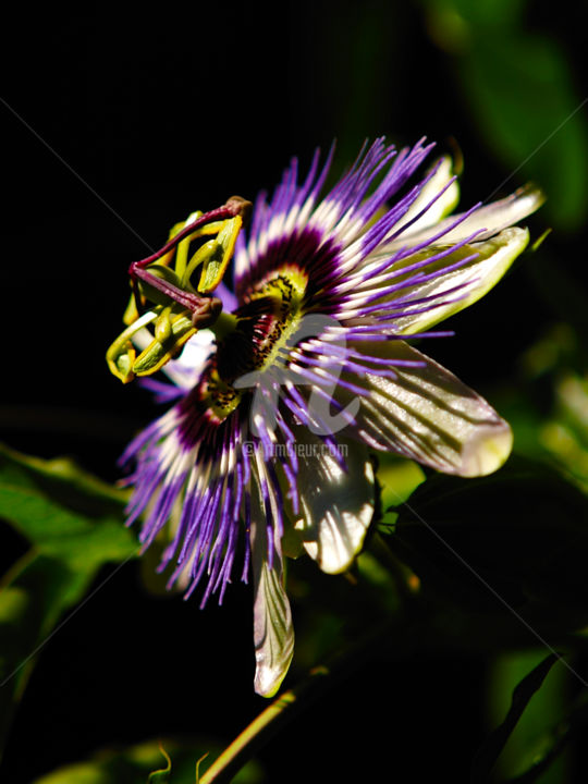 Fotografia zatytułowany „FLOWER ART 09” autorstwa Jorg Becker, Oryginalna praca