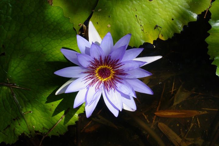 Fotografie getiteld "lotusflower.jpg" door Jorge Gallardo, Origineel Kunstwerk