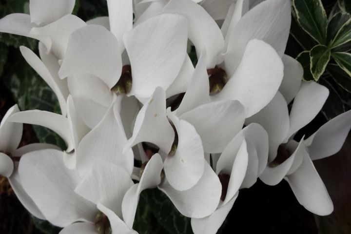 Fotografia intitolato "white flowers by jo…" da Jorge Gallardo, Opera d'arte originale