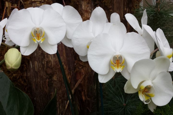 Фотография под названием "orchids photograph…" - Jorge Gallardo, Подлинное произведение искусства