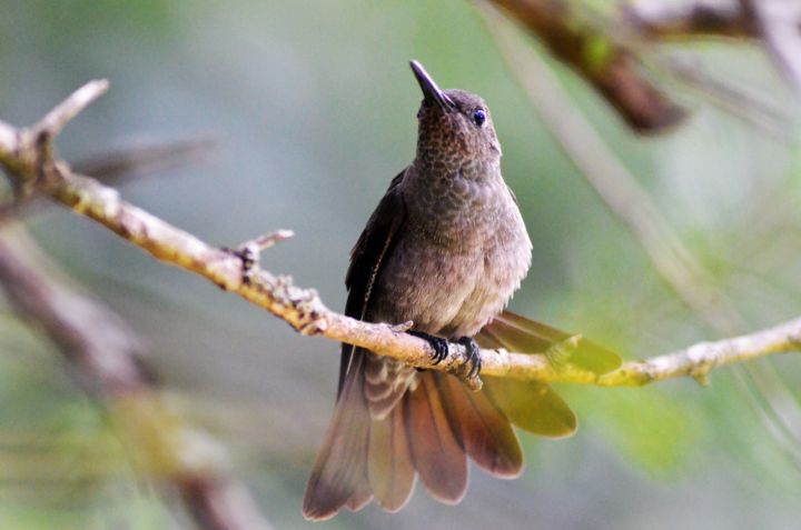 Fotografia intitulada "Colibri" por José Matulja, Obras de arte originais