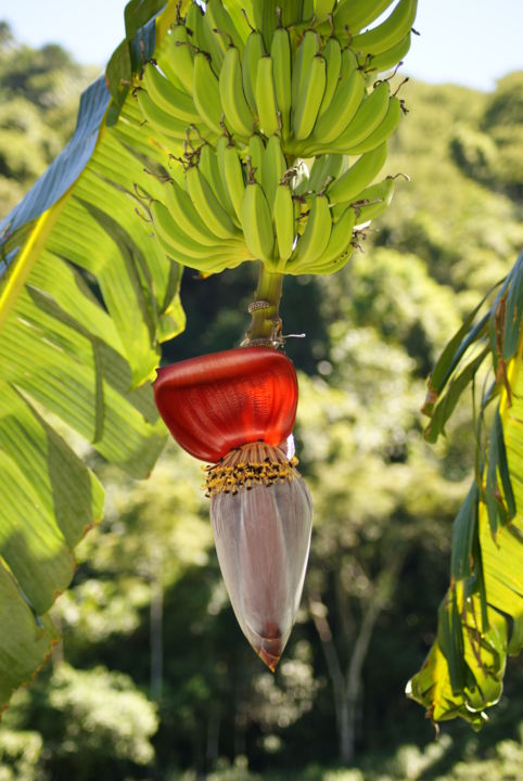 Fotografia intitulada "The banana heart" por José Matulja, Obras de arte originais,