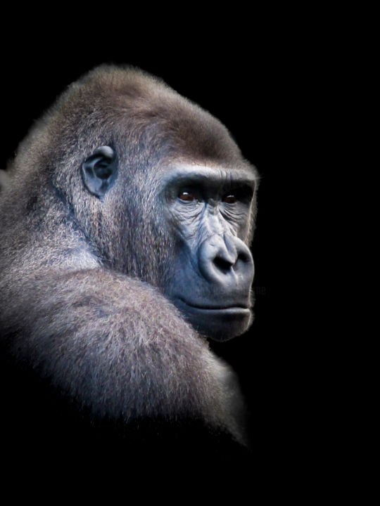 Photographie intitulée "Gorille-510" par Josy Moderne, Œuvre d'art originale, Photographie numérique